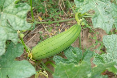 Bahçede yeşil kabak var.