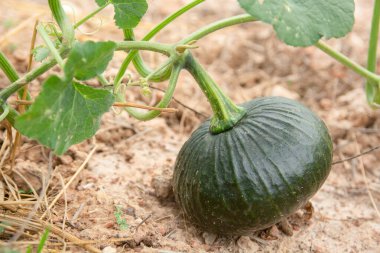 Bahçedeki yeşil balkabağı ağacı