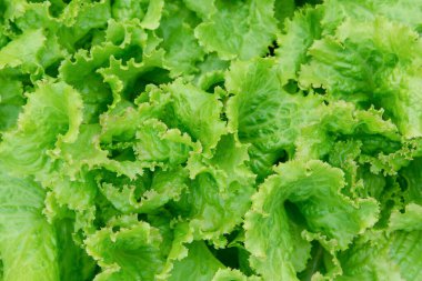 Salata yaprağı. Taze marul arkaplanı. sebze arka planı