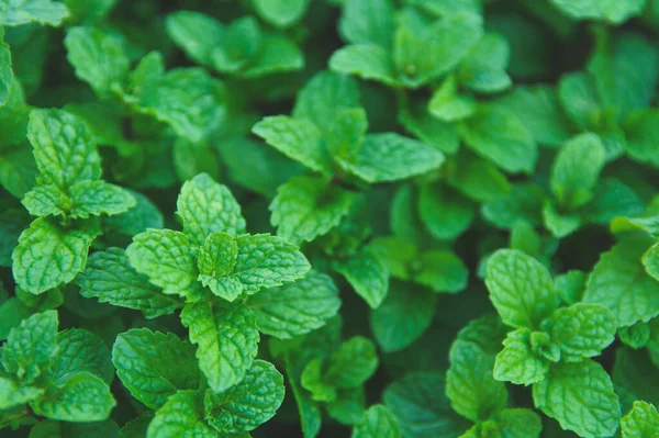 Grüne Pfefferminzblätter im Hintergrund. flach lag. Hintergrund Natur — Stockfoto