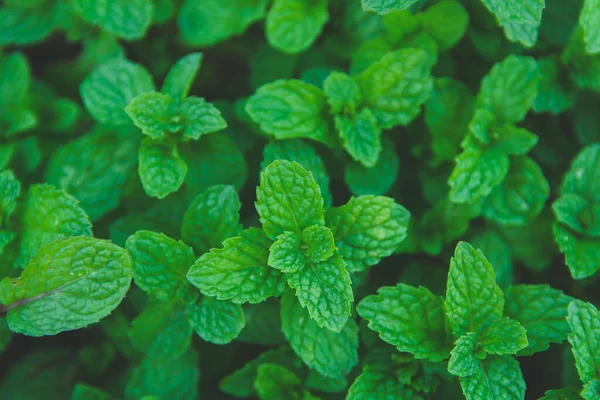 Sfondo foglie di menta piperita verde. Piatto. Sfondo della natura — Foto Stock