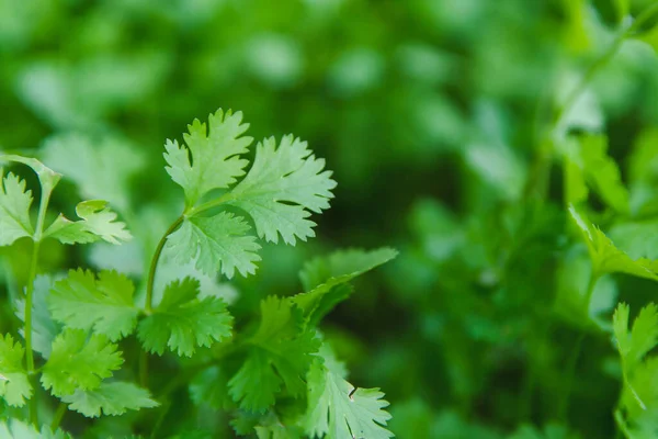 Folha fresca coentro verde em um jardim. Coentro vegetal para — Fotografia de Stock