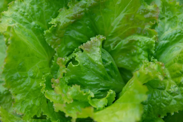 Feuille de salade. Laitue fraîche fond. légumes fond — Photo