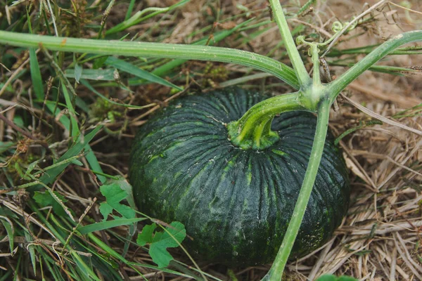 Zielone drzewo dyni na ziemi w ogrodzie — Zdjęcie stockowe