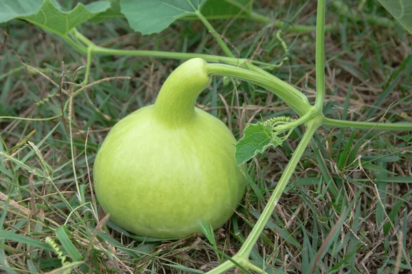 Garrafa Gourd ou Calabash Gourd no chão no jardim — Fotografia de Stock