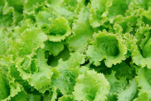 Feuille de salade. Laitue fraîche fond. légumes fond — Photo