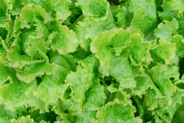 Salad leaf. Fresh Lettuce background. vegetables background