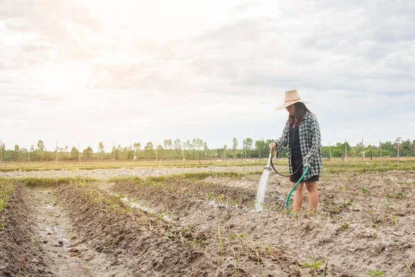 Mujer jardinero regando verduras en su jardín — Foto de Stock