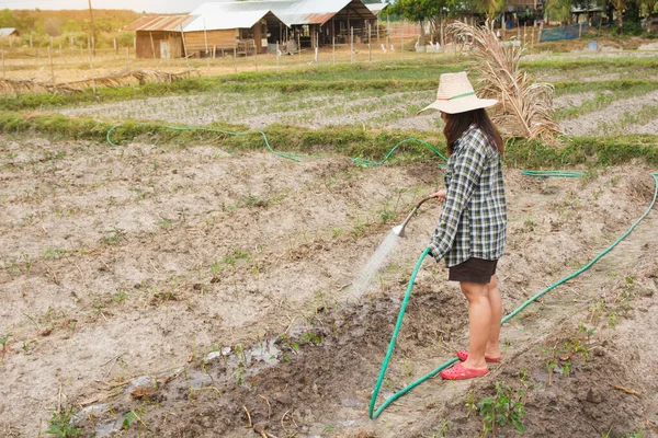 Gardener mulher rega legumes em seu jardim — Fotografia de Stock