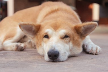 Beton zeminde uyuyan kahverengi köpekler..