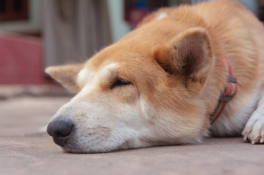 Beton zeminde uyuyan kahverengi köpekler..