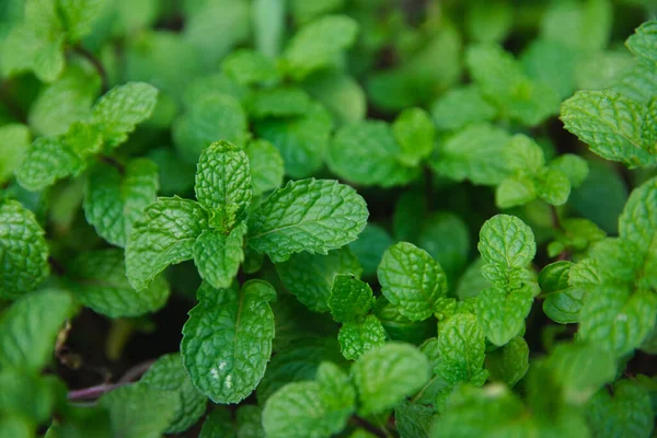 Peppermint hijau meninggalkan latar belakang. Berbaringlah. Latar belakang alam — Stok Foto