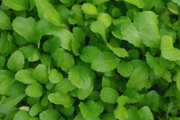 Close up Mostarda chinesa Verde orgânico, Vegetal — Fotografia de Stock