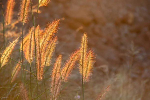 Poaceae Grasblume in den Strahlen des aufgehenden Sonnenuntergangs Hintergrund — Stockfoto