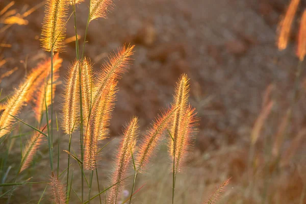 Poaceae gräs blomma i strålarna av den stigande solnedgången bakgrund — Stockfoto