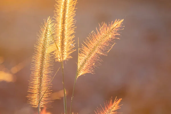 Poaceae Grasblume in den Strahlen des aufgehenden Sonnenuntergangs Hintergrund — Stockfoto