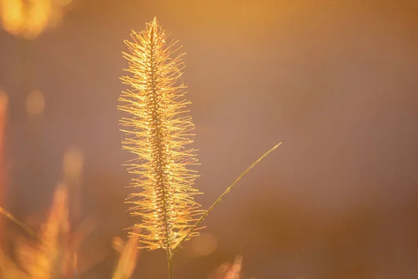 Poaceae Grasblume in den Strahlen des aufgehenden Sonnenuntergangs Hintergrund — Stockfoto