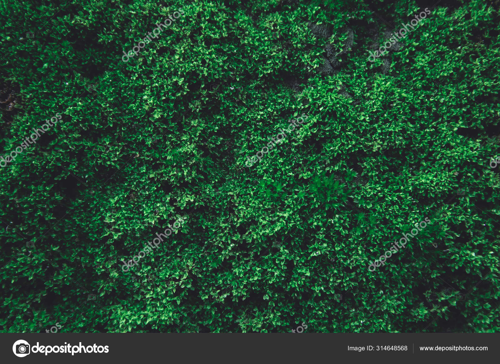 Dark green moss background, Stock image