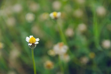 Palto düğmeleri, Meksika papatyası, Tridax procumbens, Asteraceae, Wild 