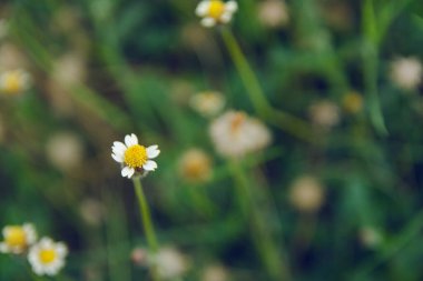 Palto düğmeleri, Meksika papatyası, Tridax procumbens, Asteraceae, Wild 
