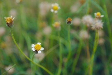 Palto düğmeleri, Meksika papatyası, Tridax procumbens, Asteraceae, Wild 