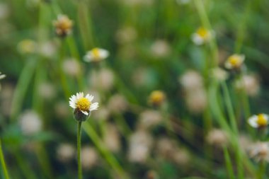 Palto düğmeleri, Meksika papatyası, Tridax procumbens, Asteraceae, Wild 