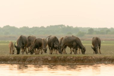 Gölün etrafındaki turba bataklığında bataklık bizonu.