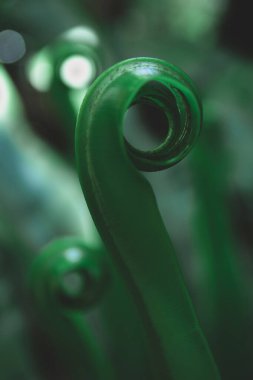 Yeşil yapraklı arka plan. Genç yapraklar kuş yuvası eğreltiotu