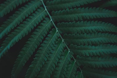 Yeşil eğreltiotu yaprakları arka planda. Eğreltiotu doğayı karanlık bırakır 