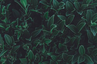 Yeşil yapraklı arka plan. Düz yatıyordu. Doğa koyu yeşil ton