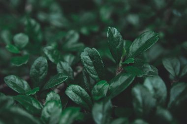 Yeşil yapraklı arka plan. Düz yatıyordu. Doğa koyu yeşil ton