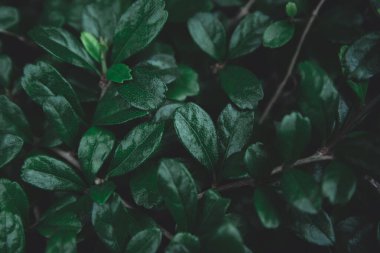 Yeşil yapraklı arka plan. Düz yatıyordu. Doğa koyu yeşil ton