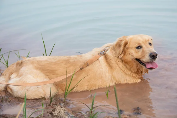 Anjing golden retriever merendam air di danau — Stok Foto