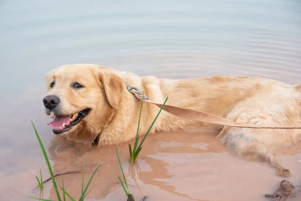 Anjing golden retriever merendam air di danau — Stok Foto