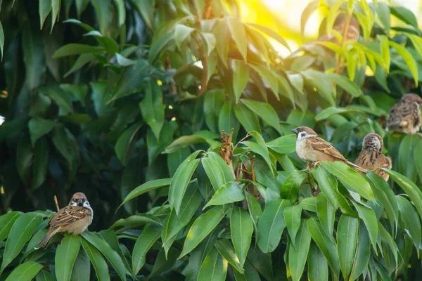 Bird Sparrow pe o ramură — Fotografie, imagine de stoc