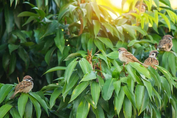 Passero di uccello su un ramo — Foto Stock