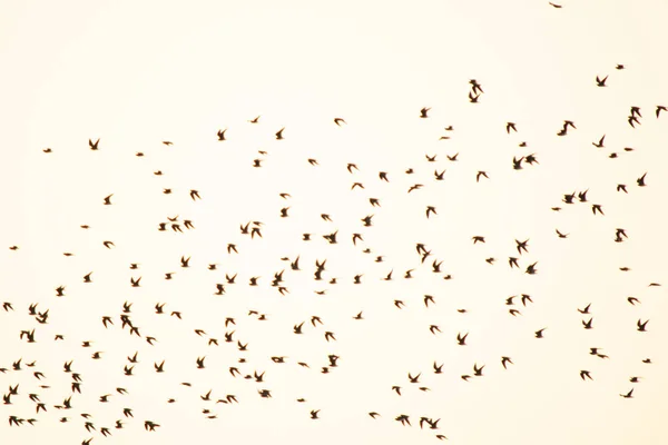 Silhouette flock of bird in the sky — Stock Photo, Image