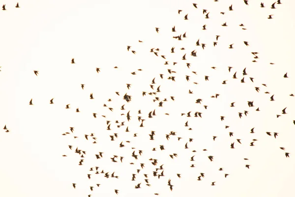 Silhouetkudde vogels in de lucht — Stockfoto