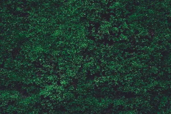Зеленый мох на старой бетонной стене. зеленый мох Природа темно-зеленый — стоковое фото