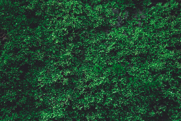 Green moss on old concrete wall. green moss nature dark green to