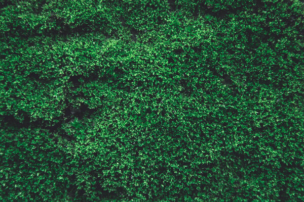 Green moss on old concrete wall. green moss nature dark green to