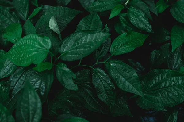 Foglie verdi modello di sfondo. Foglia di betel selvatico natura scuro — Foto Stock