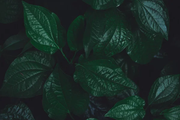 Green leaves with paper card border — Stock Photo © Zamurovic #146804345