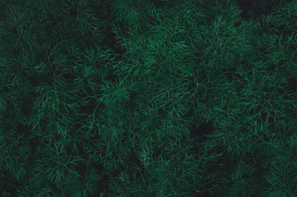 Fresh green dill leaves pattern background. nature dark green to