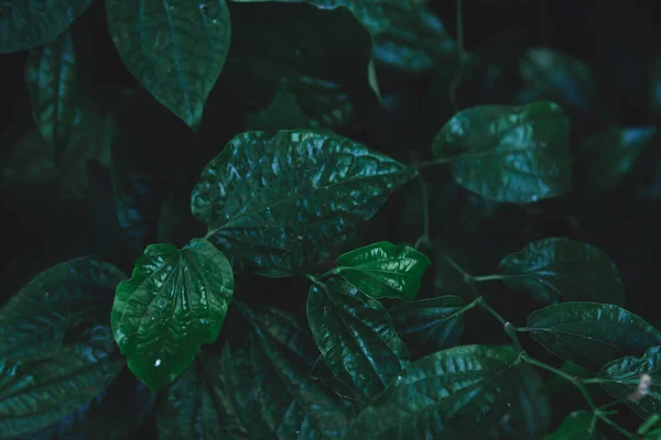 녹색 잎 패턴. 야생 빈랑나무의 어두운 특성 — 스톡 사진