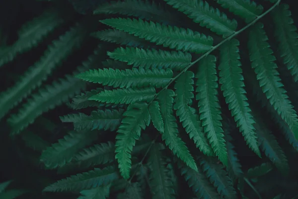 녹색 양치식물은 패턴을 따릅니다. 양치식물은 어둠을 떠나 — 스톡 사진