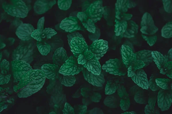Foglie verdi modello di sfondo. Foglie di menta piperita verde backgro — Foto Stock