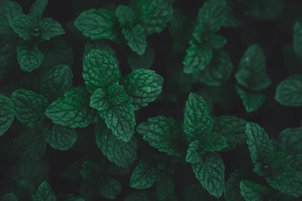 Foglie verdi modello di sfondo. Foglie di menta piperita verde backgro — Foto Stock