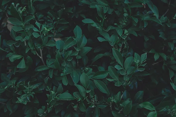 Green leaves pattern background. Flat lay. nature dark green ton — Stock Photo, Image