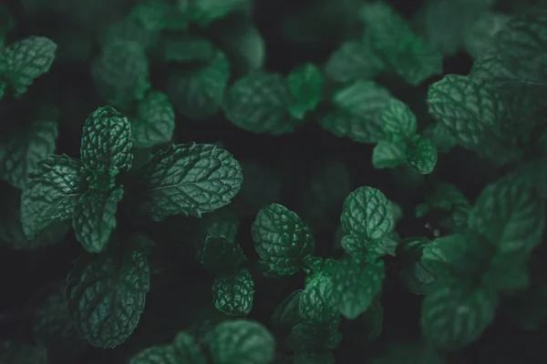 녹색 잎 패턴. 푸른 페퍼민트 잎 이 백로 — 스톡 사진